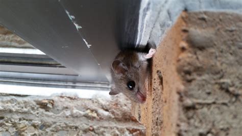 can mice squeeze behind electric boxes|mice enter your house.